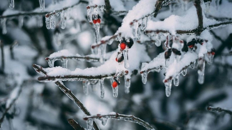 Tree branches covered in ice and snow, highlighting winter stress that can lead to broken or dangerous limbs.