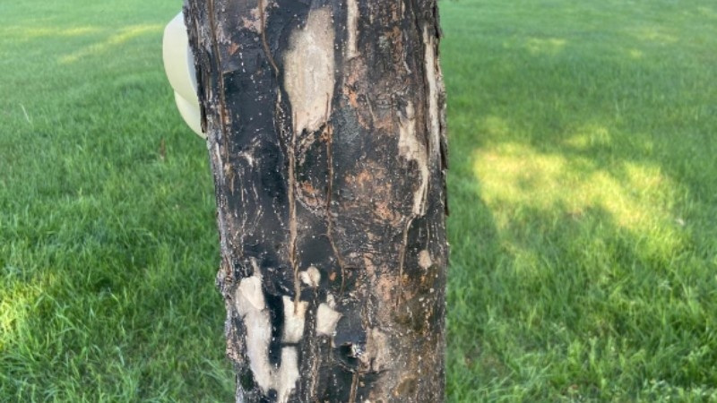 Close-up of a tree trunk with cracked and peeling bark, indicating winter stress and potential decay.