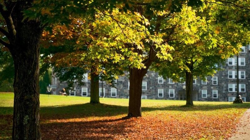 A row of trees with golden autumn leaves in a park near a stone building, showcasing the beauty of urban forestry.