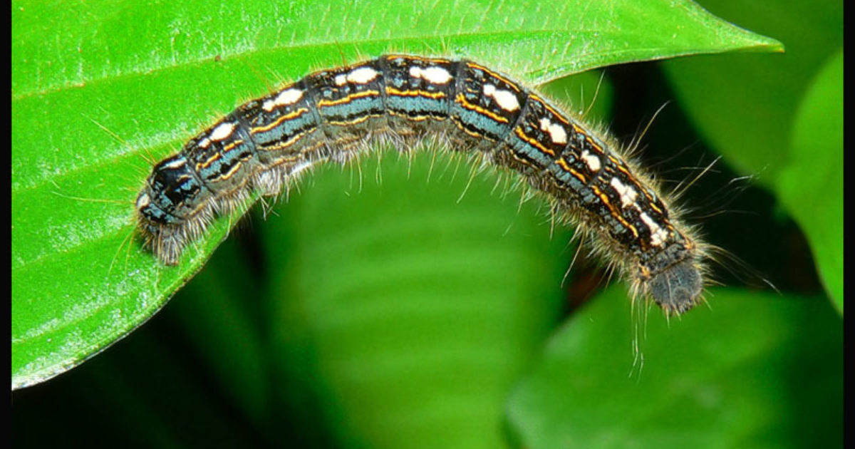 Forest Tent Caterpillars and Your Trees and Shrubs