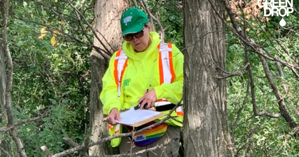 Tree Care How To Keep Your Trees Thriving This Summer