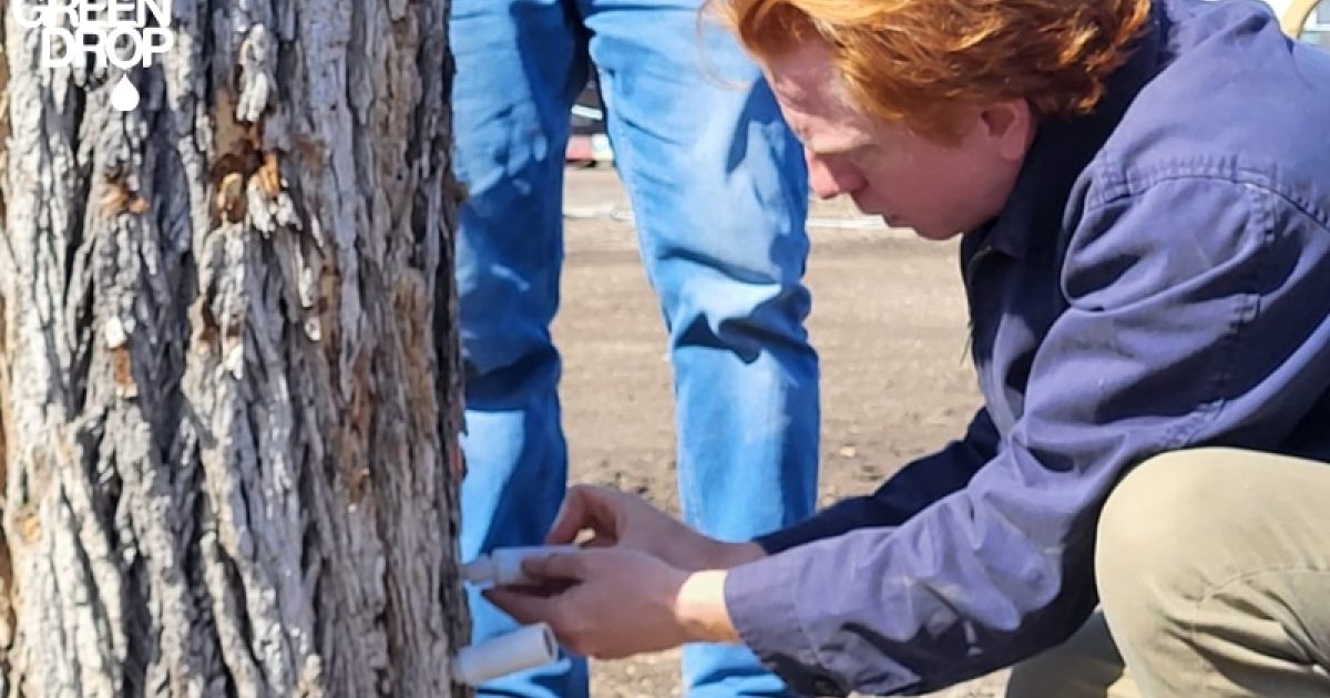 Oak Wilt: All You Need to Know About This Tree Disease