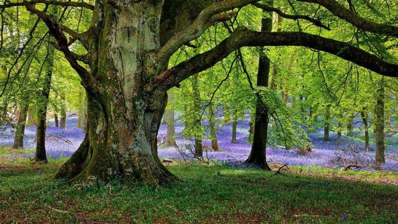 Sudden Oak Death: Understanding Its Impact on Western Canada Trees