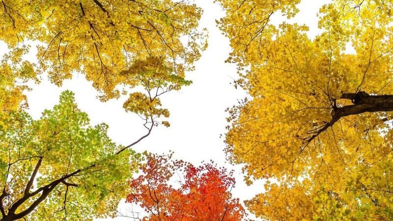 A canopy of trees with vibrant yellow, orange, and green leaves, representing autumn.