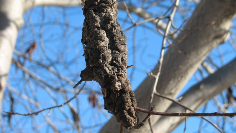 The Silent Killer: Protecting Trees from Black Knot Fungus