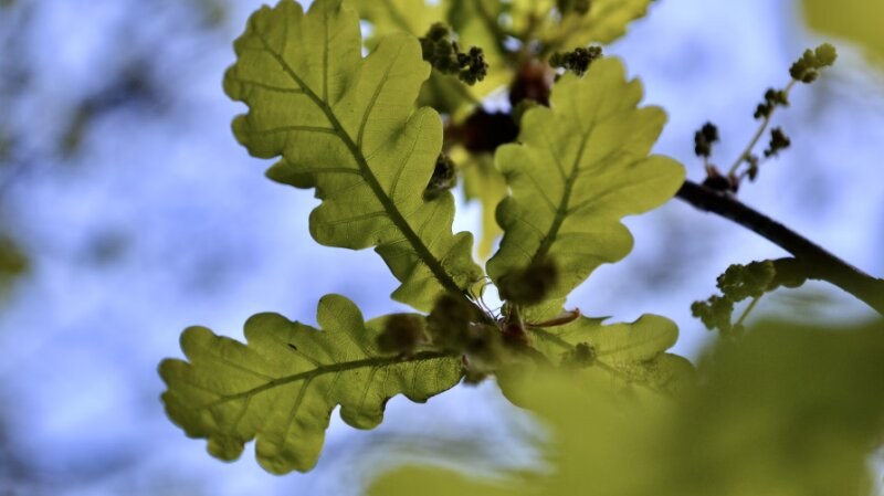 Bur oak tree