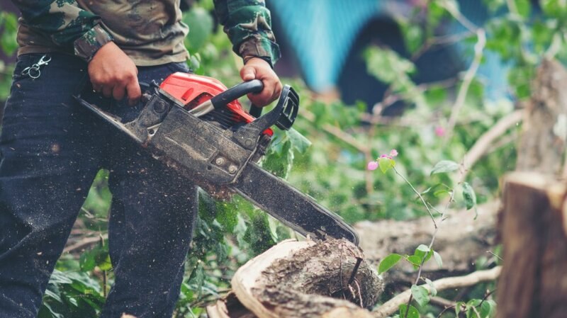 Person holding a chainsaw while cutting a tree trunk