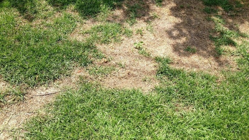 Chinch bug damage on a lawn