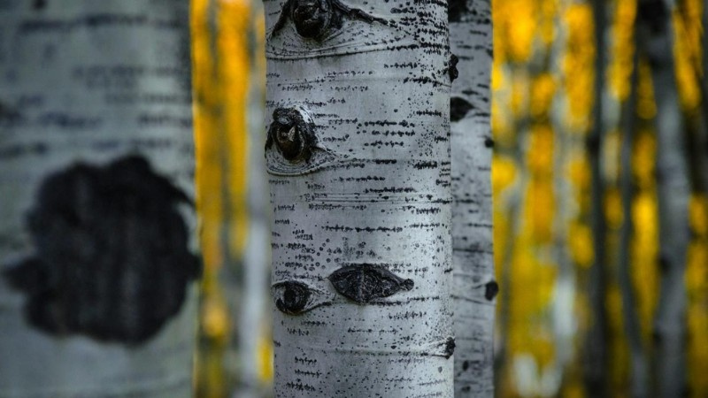 A close-up view of aspen tree bark with distinctive dark markings, surrounded by golden autumn foliage in the background.