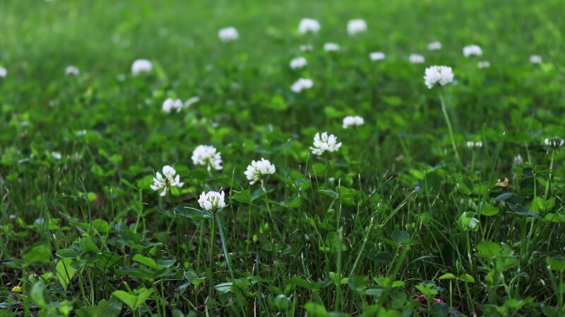 Clover weed in the grass