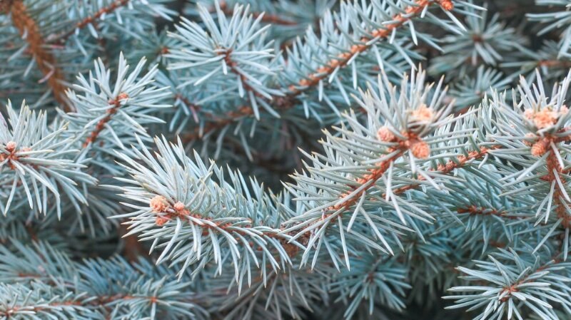 Colorado blue spruce tree