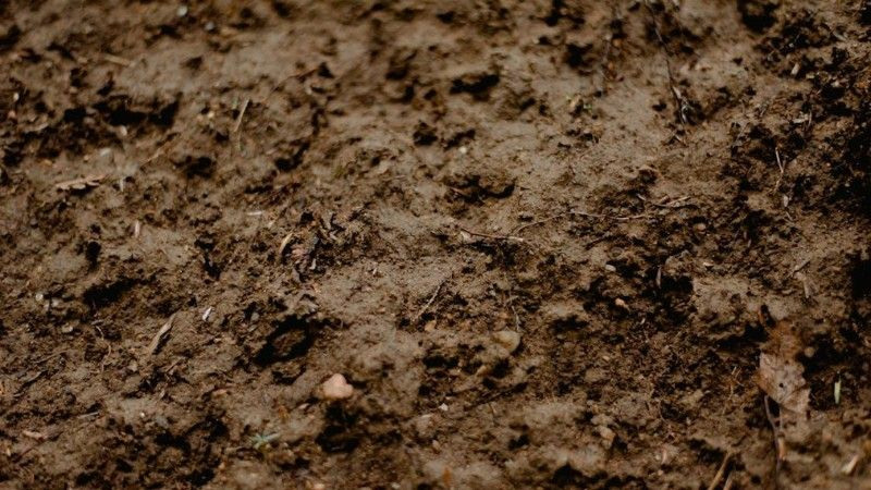 Close-up of compacted soil with small debris and organic matter. Poor soil aeration can impact grass health.