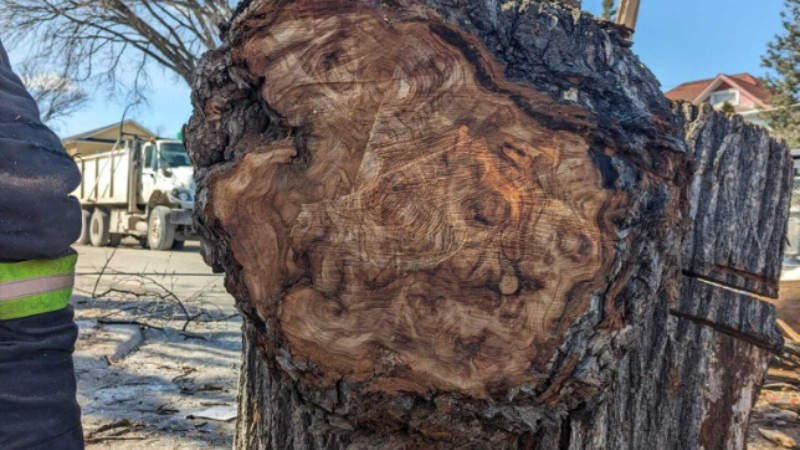 A close-up of a freshly cut tree stump with intricate grain patterns, held by a Green drop worker wearing safety gloves.