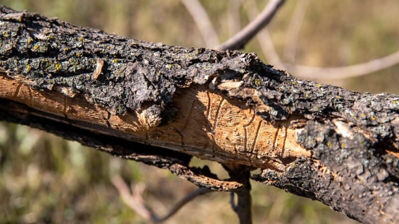 Damaged tree bark due to pest invasion