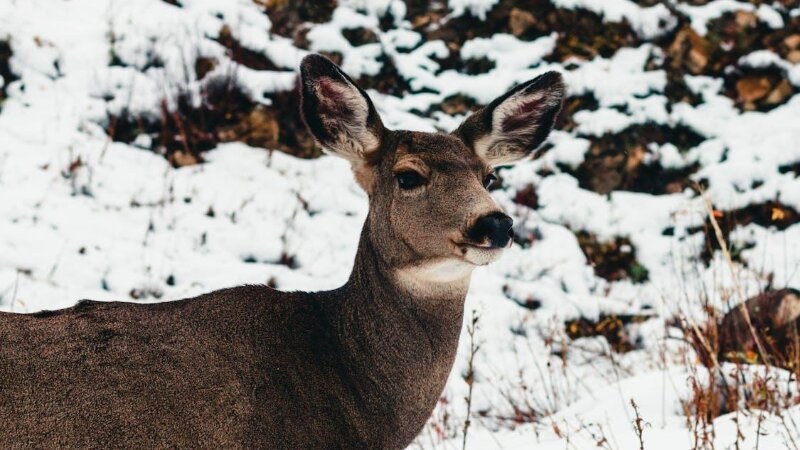 Deer in the forest during winter