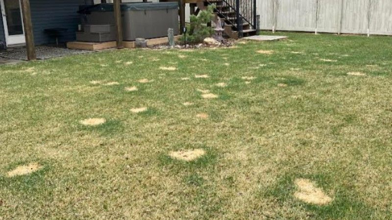 Dog spots on a lawn