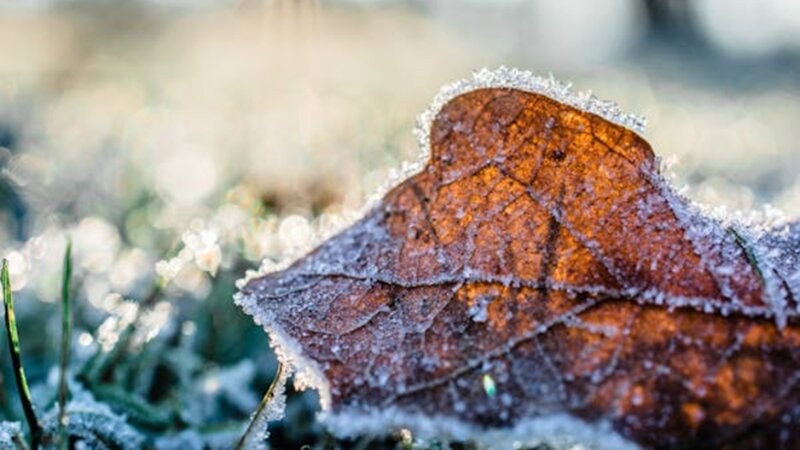 dried leaf with frost on it in the grass
