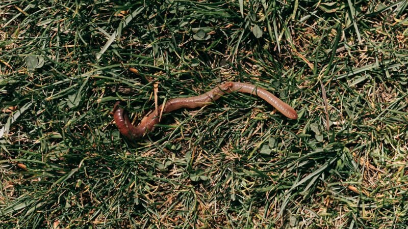 earthworm and pest protection tips by Green Drop