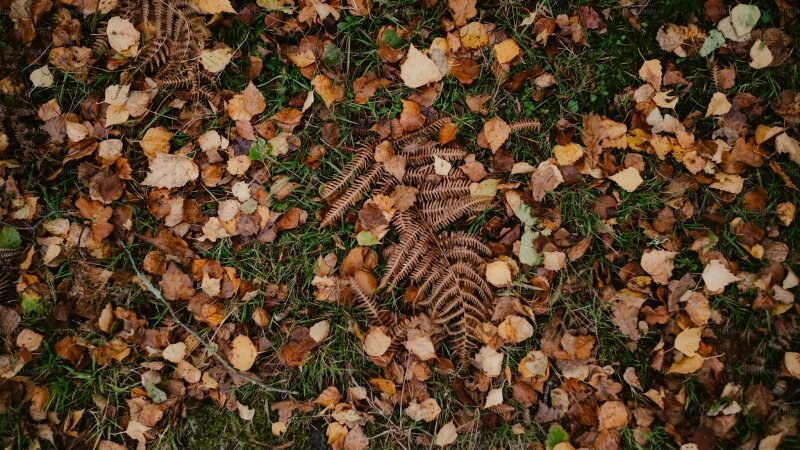 Fallen leaves in a yard