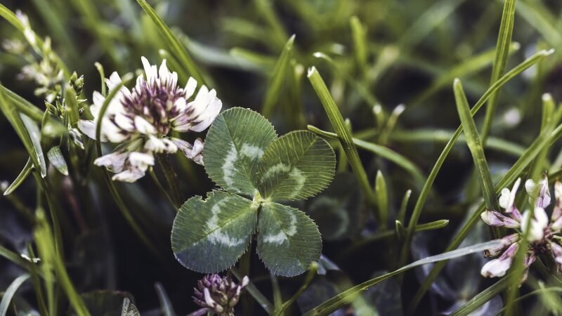 Four leaf clover weed