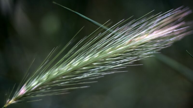 Zoomed image of a foxtail barley, a common weed in Saskatoon