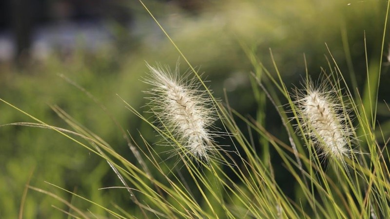 Close-up of foxtail weed with a bushy seed head growing in a lawn. A common grassy weed that spreads quickly.