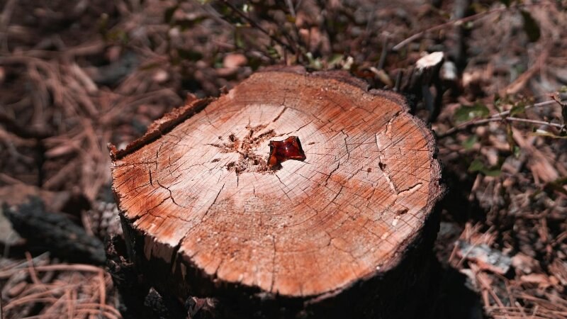 Freshly cut stump