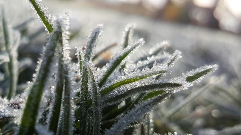 Close-up of grass blades coated in frost during a crisp winter morning.