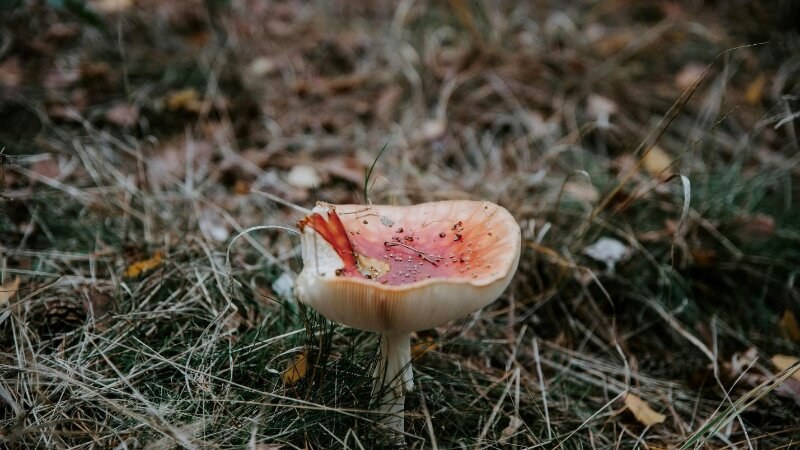 Fungi growing in a yard