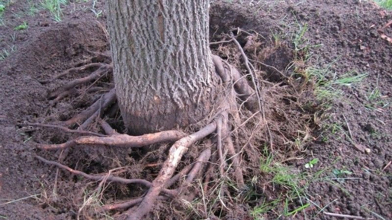 A tree with girdling roots wrapped around its base, restricting growth and nutrient flow. The roots are exposed, showing how they can slowly choke the tree.