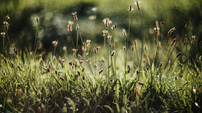 Green grass during summer