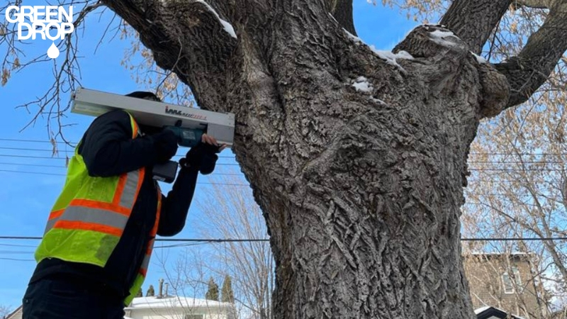 Green Drop Arborist doing a resistograph on a maple tree to check for decay
