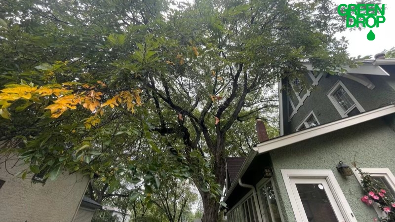 Dutch Elm Disease signs on a tree by Green Drop