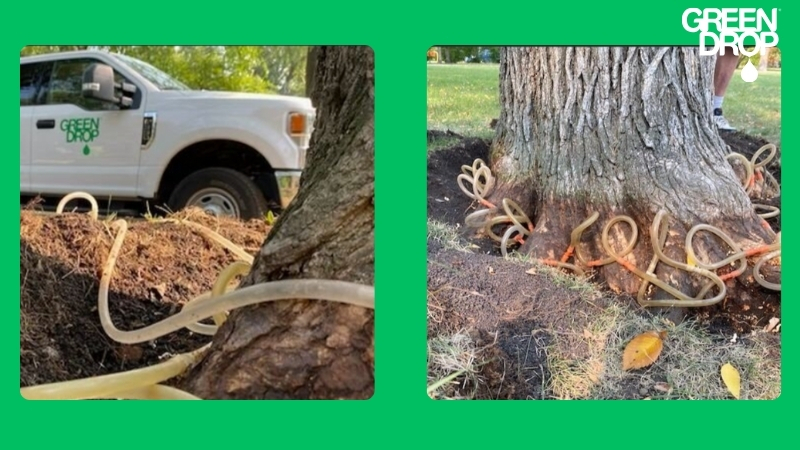 Green Drop Dutch Elm Disease treatment