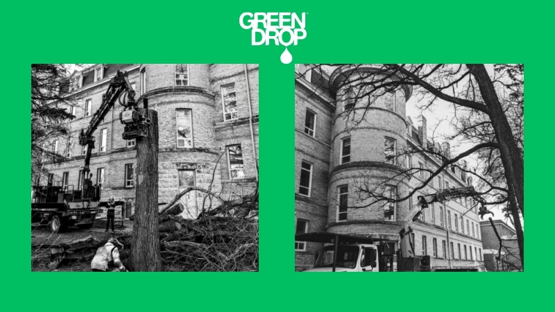 Green Drop workers treating DED black and white photos