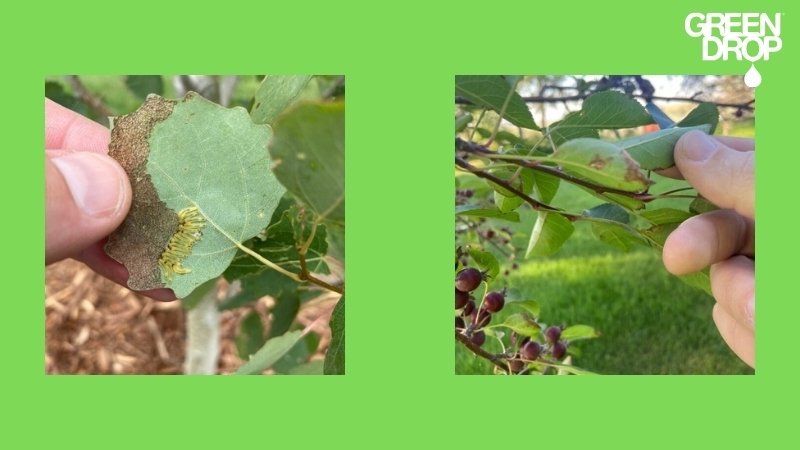 pests on a tree leaf and disease, pictured by Green Drop