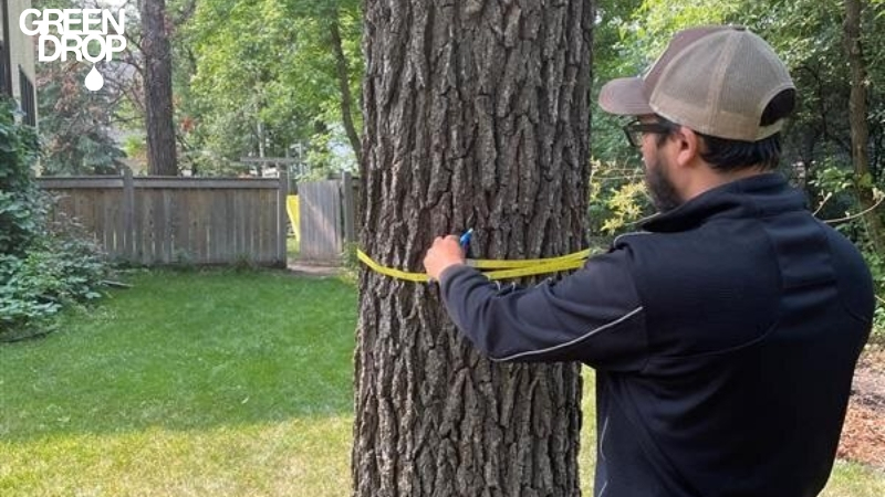 Green Drop worker inspecting a tree trunk and taking measure