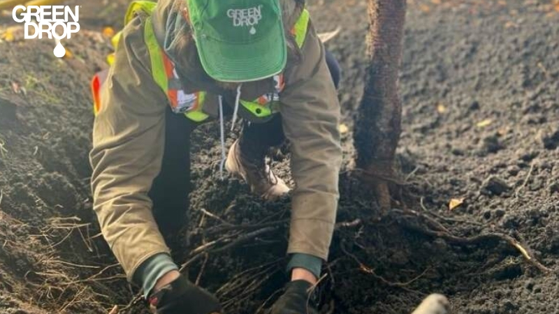 Green Drop worker inspecting roots for diseases