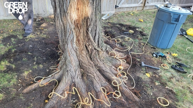 Tree root inspection for diseases by Green Drop