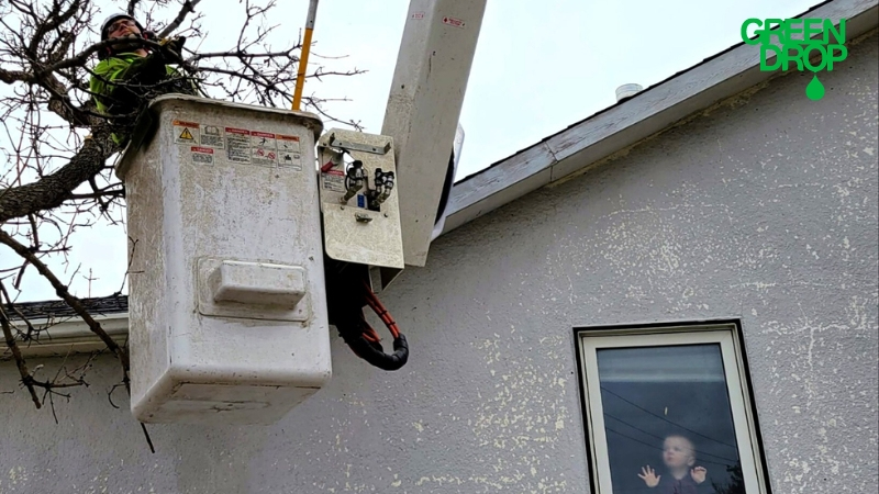 Green Drop employee on a lift trimming a tree