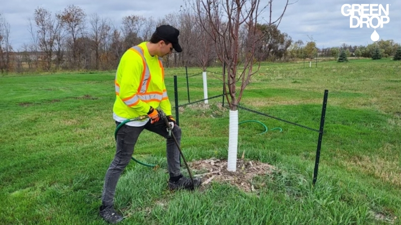 Green Drop worker planting and watering a tree