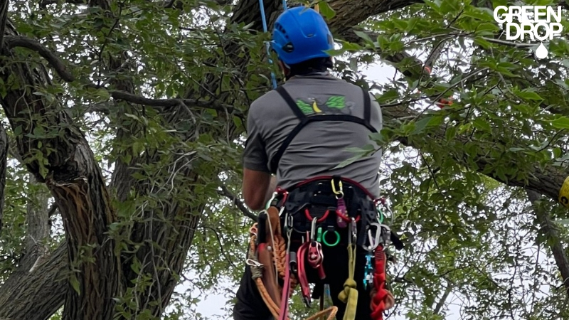 Green Drop worker climbing a tree and pruning