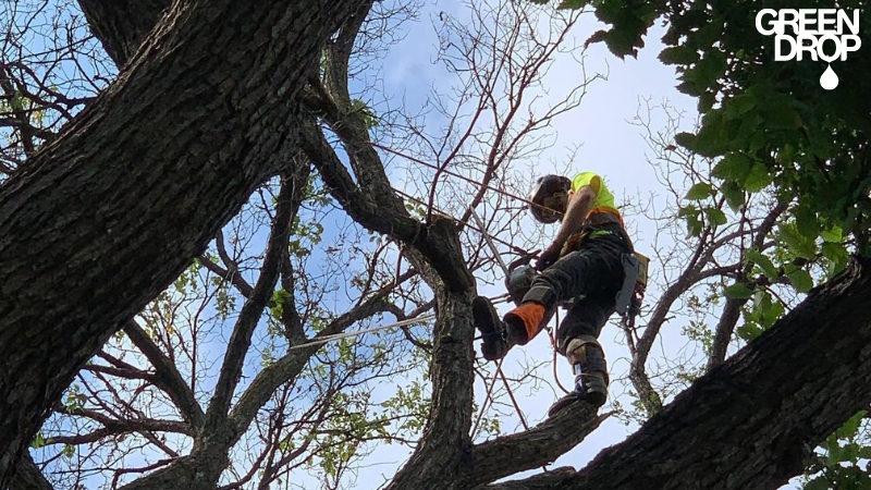 Green Drop worker pruning a tree with ropes