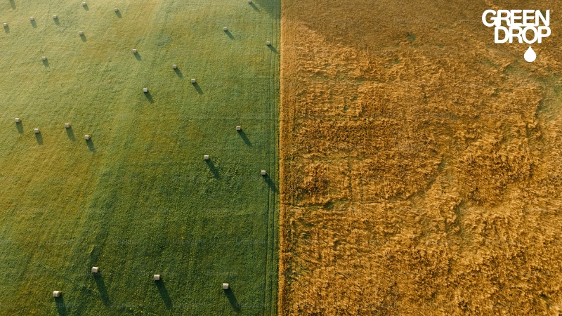 Aerial view of a crop field