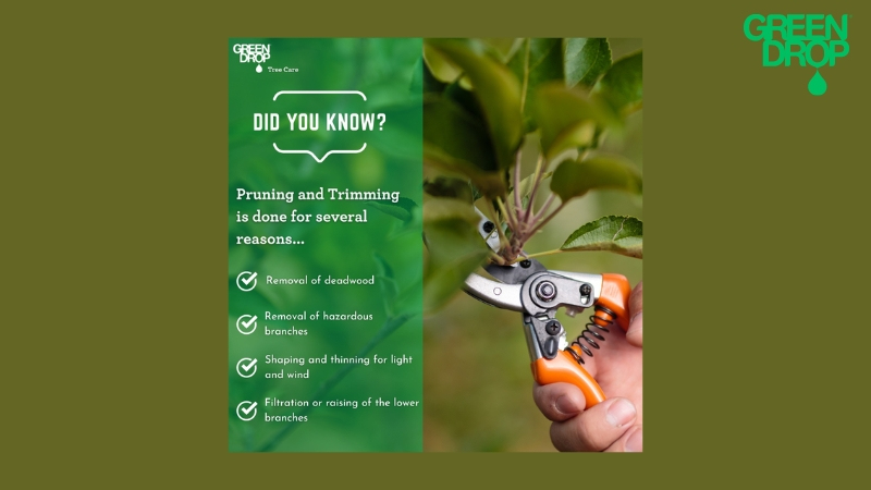 Green Drop fun facts about trimming