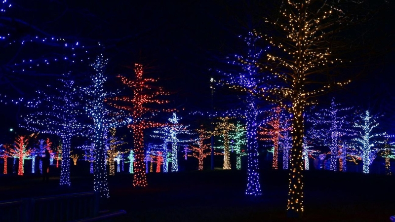 Holiday lights on trees during the night