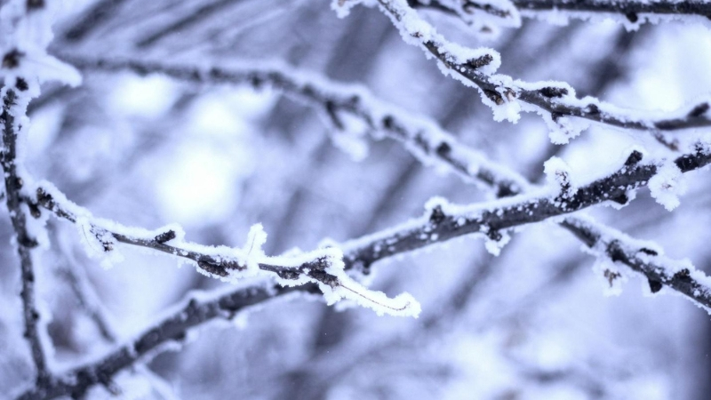 small branches with frost on them