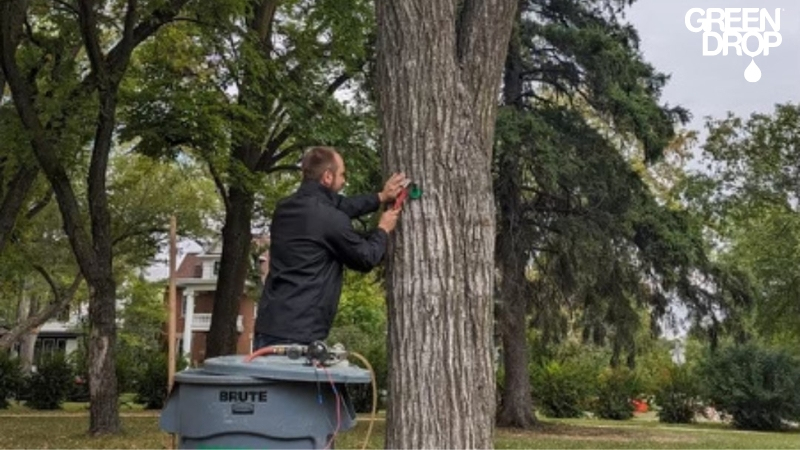 Green Drop worker doing tree health care inspection