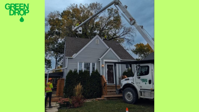 Green Drop team pruning with the help of a lift