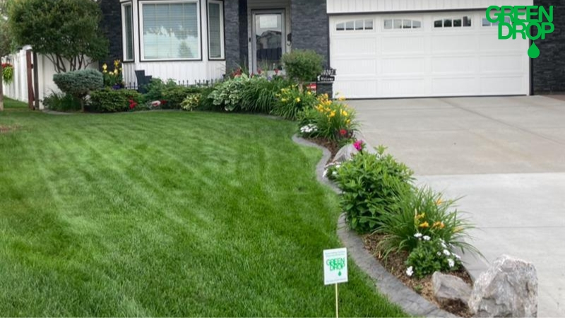 Lush lawn after Green Drop treatment